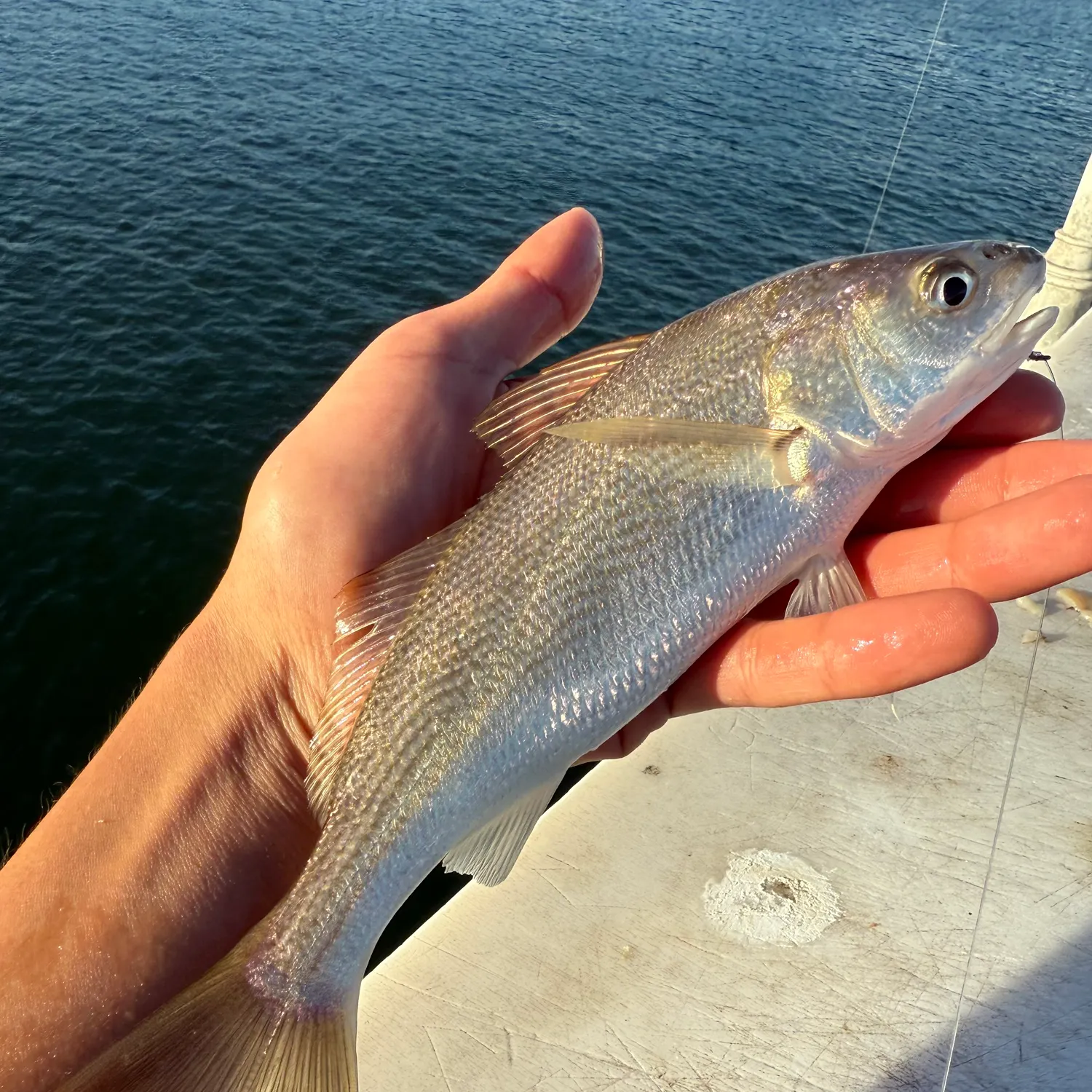 The most recent White croaker catches on Fishbrain