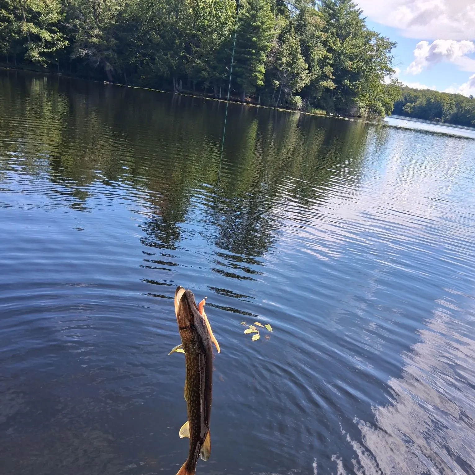Chain pickerel caught on Fishbrain