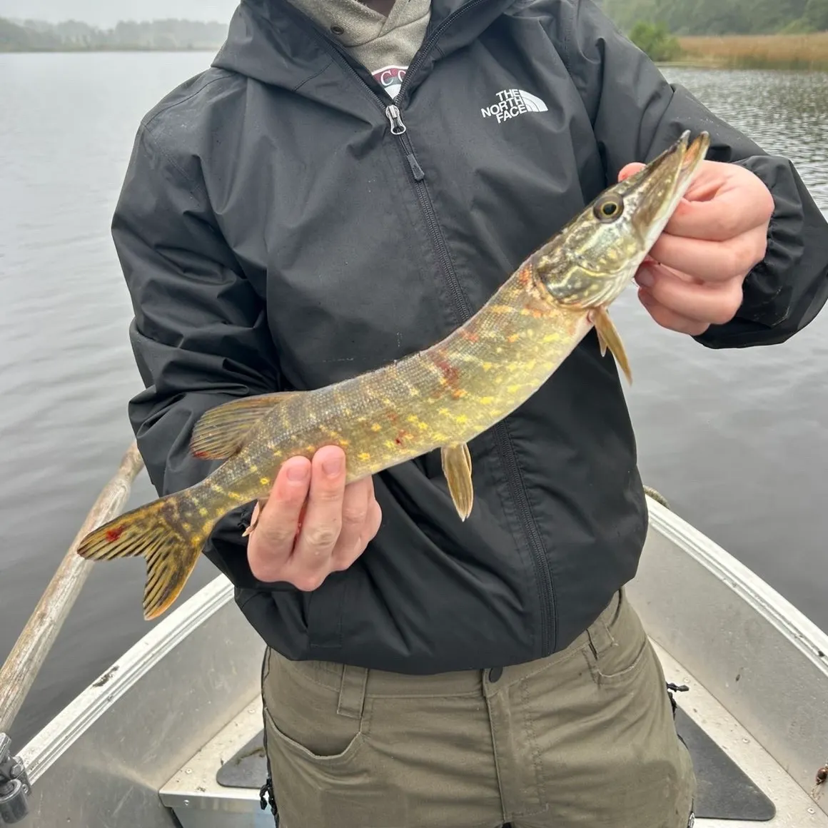 Northern pike caught on Fishbrain