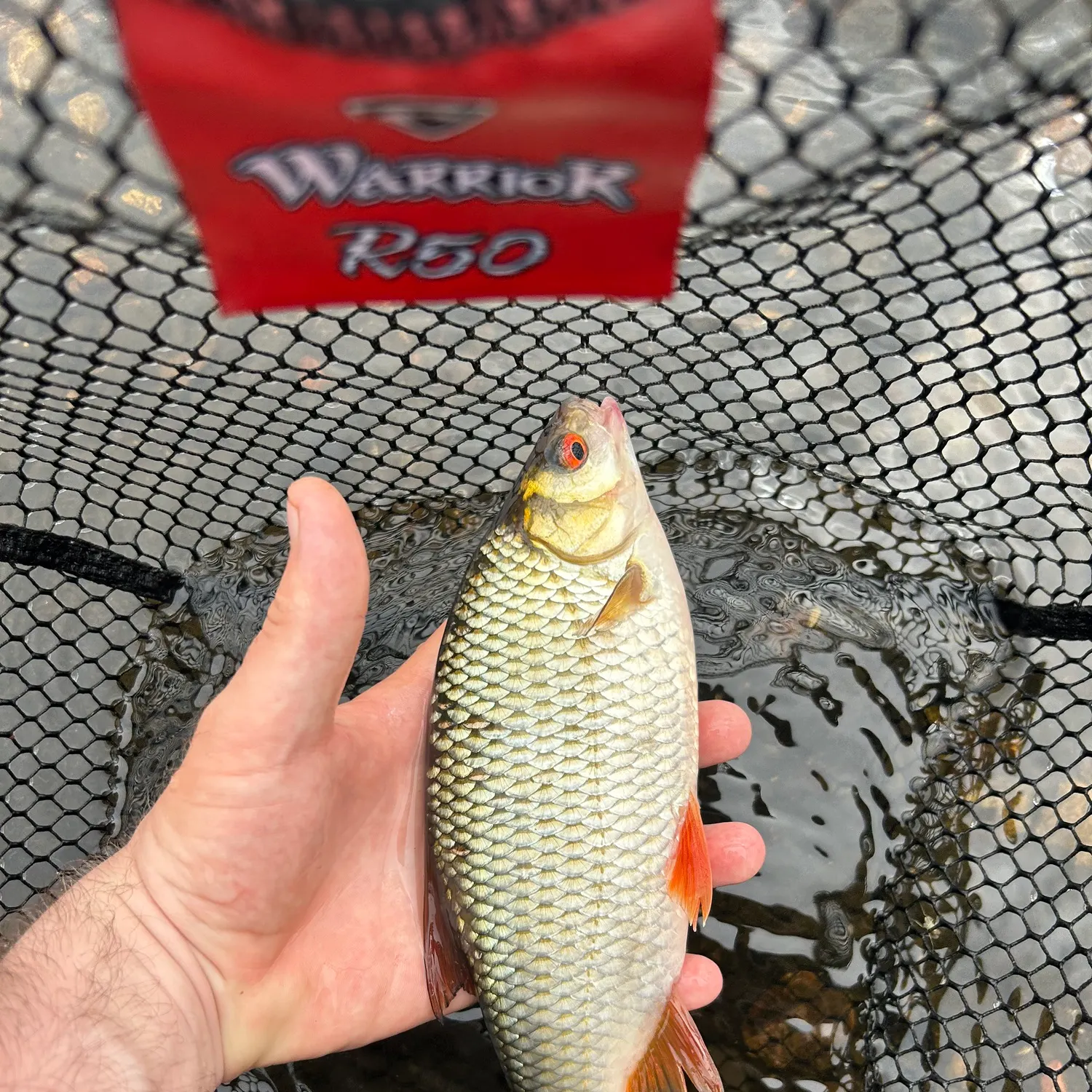most liked catch image