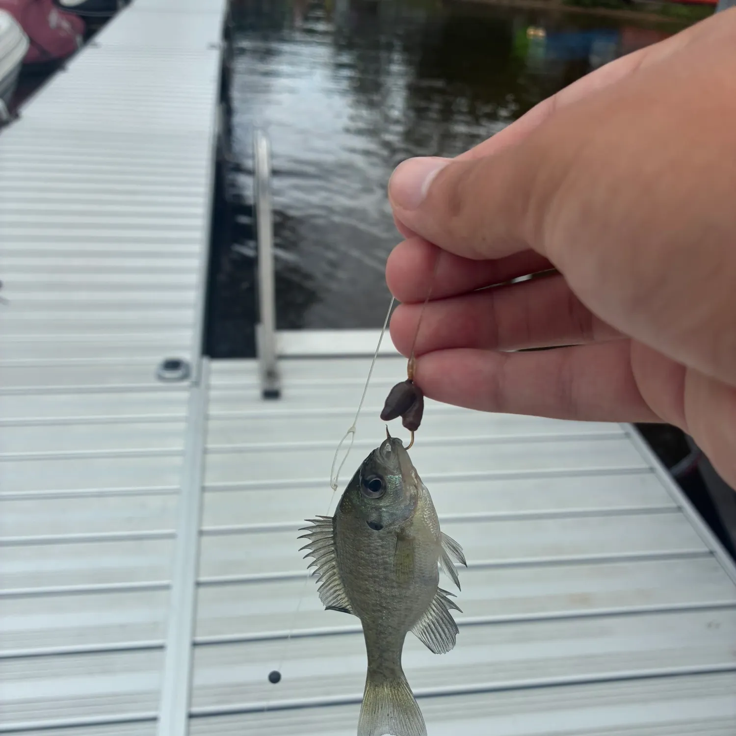 Bluegill caught on Fishbrain