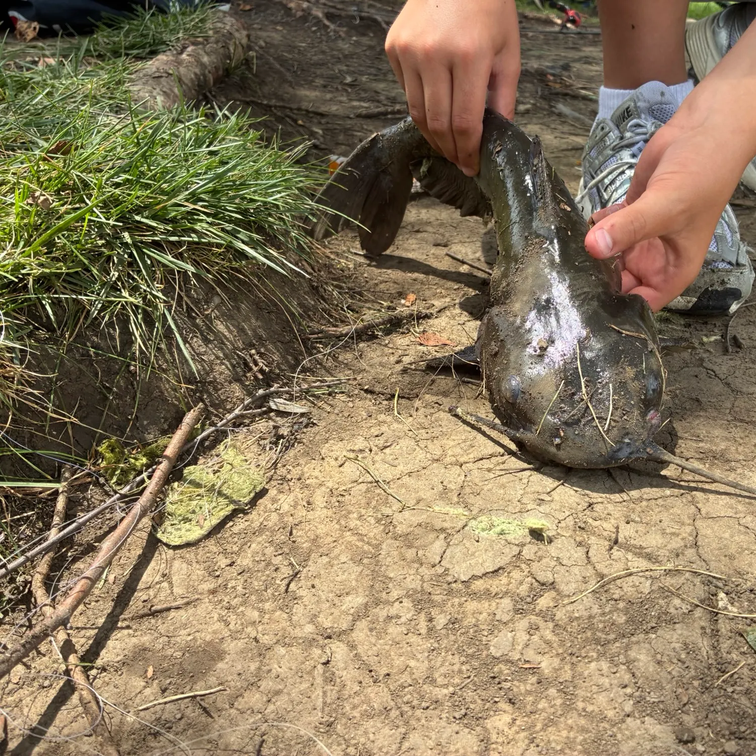 Channel catfish caught on Fishbrain