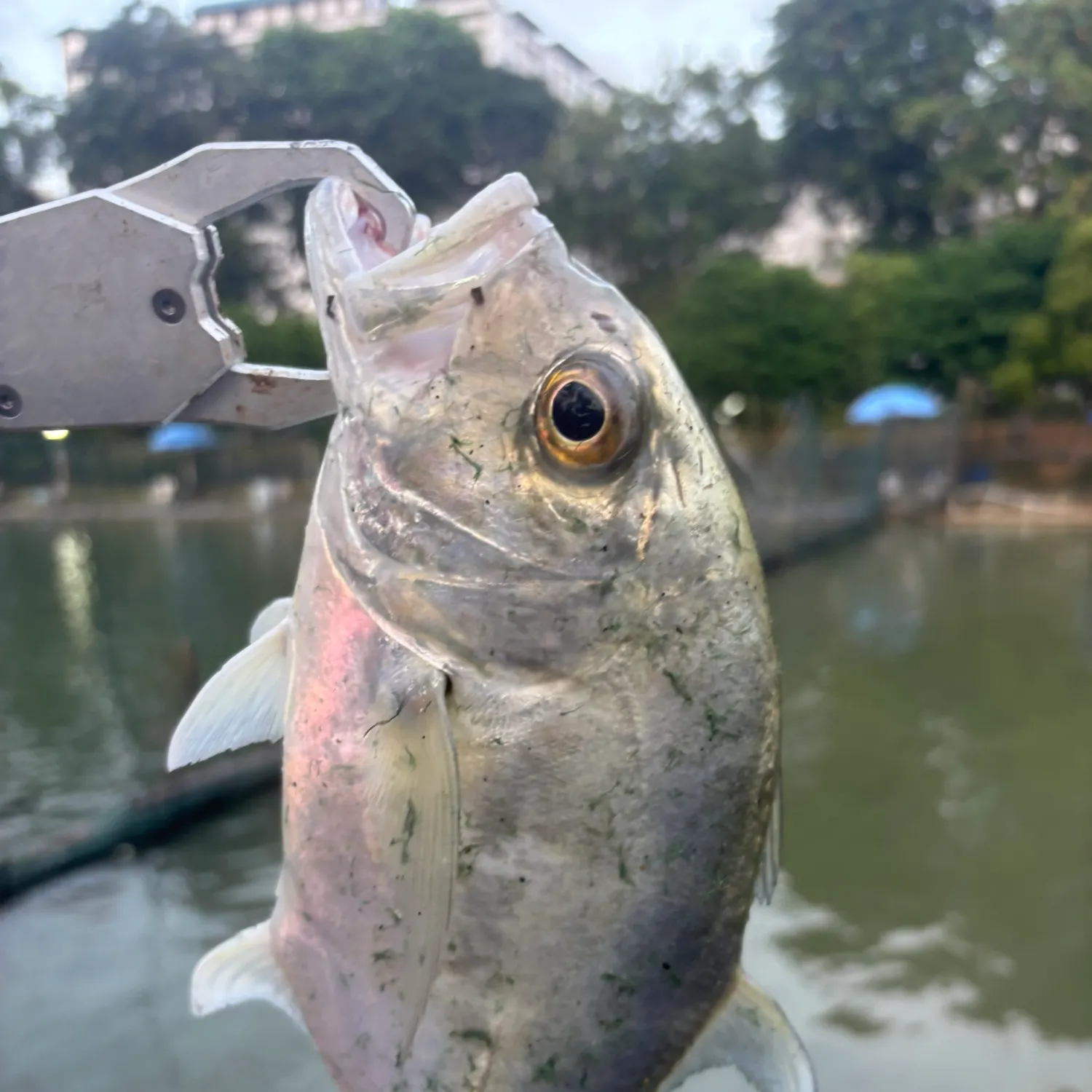 The most recent Giant trevally catches on Fishbrain