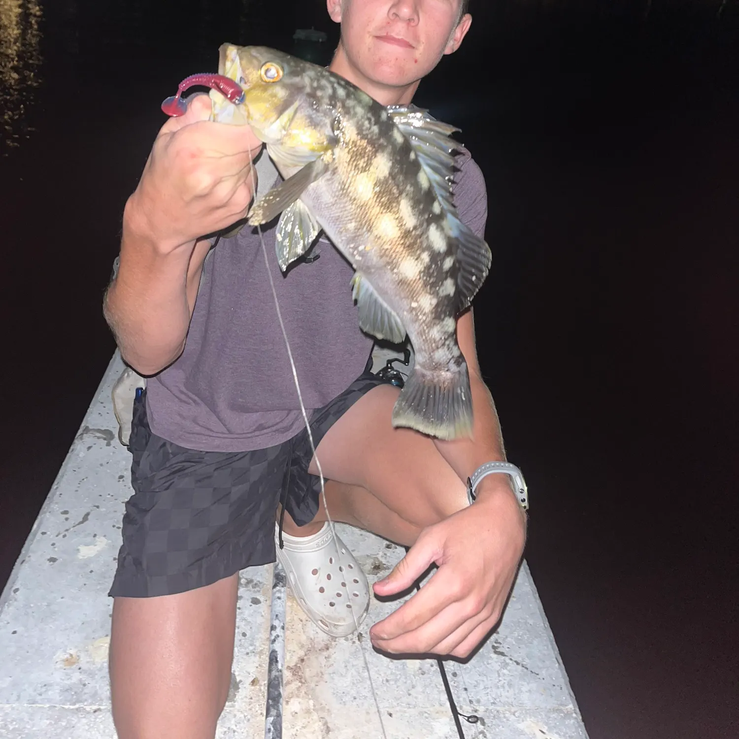 Kelp bass caught on Fishbrain