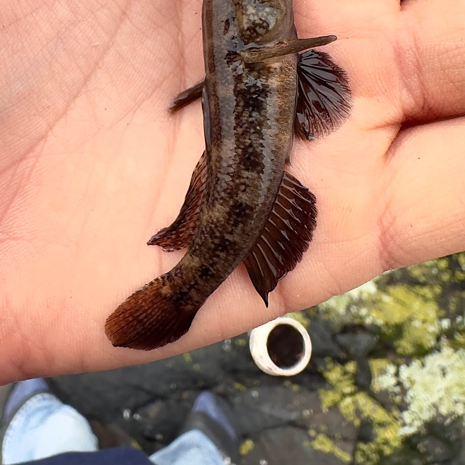 The most recent Black goby catches on Fishbrain