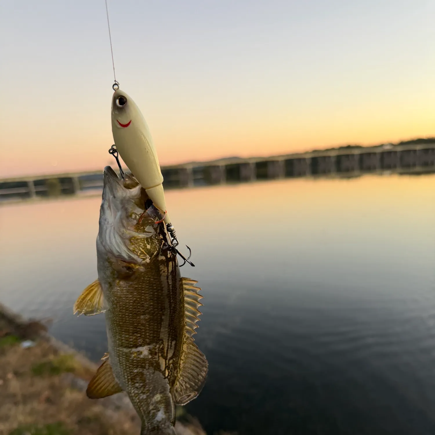 Smallmouth bass caught on Fishbrain