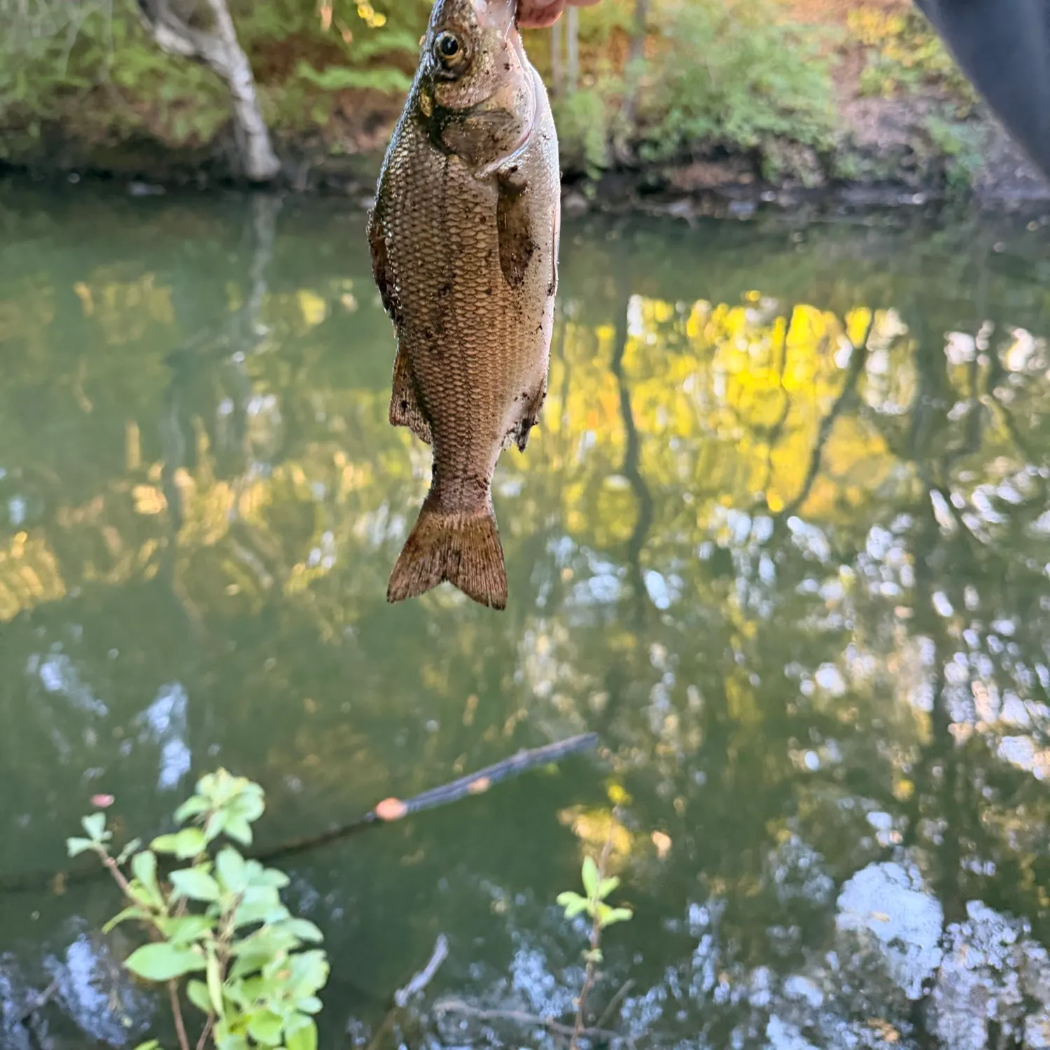 White perch caught on Fishbrain
