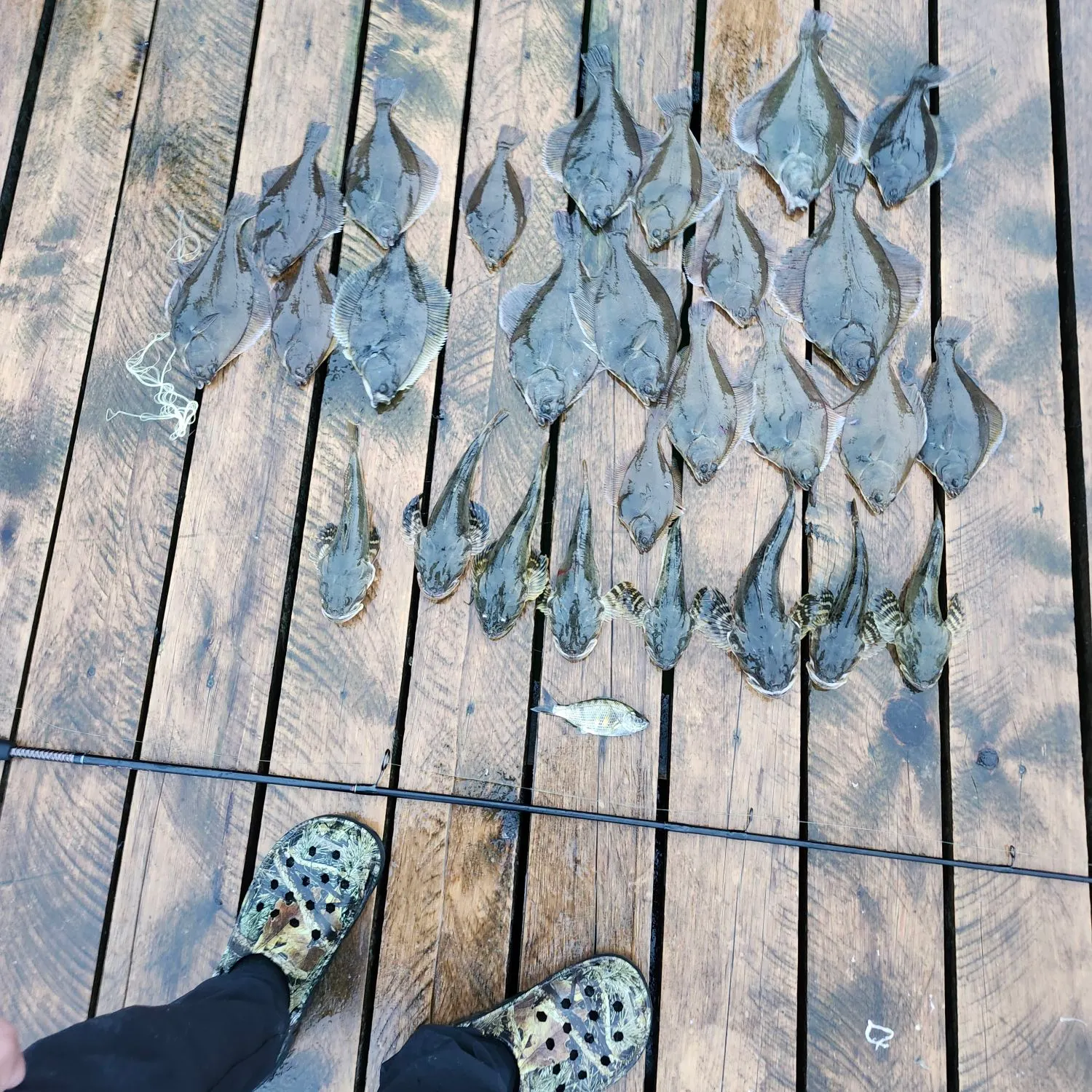 The most recent Summer flounder catches on Fishbrain