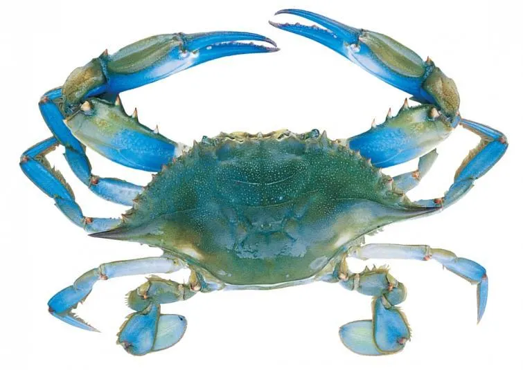 Shellfish