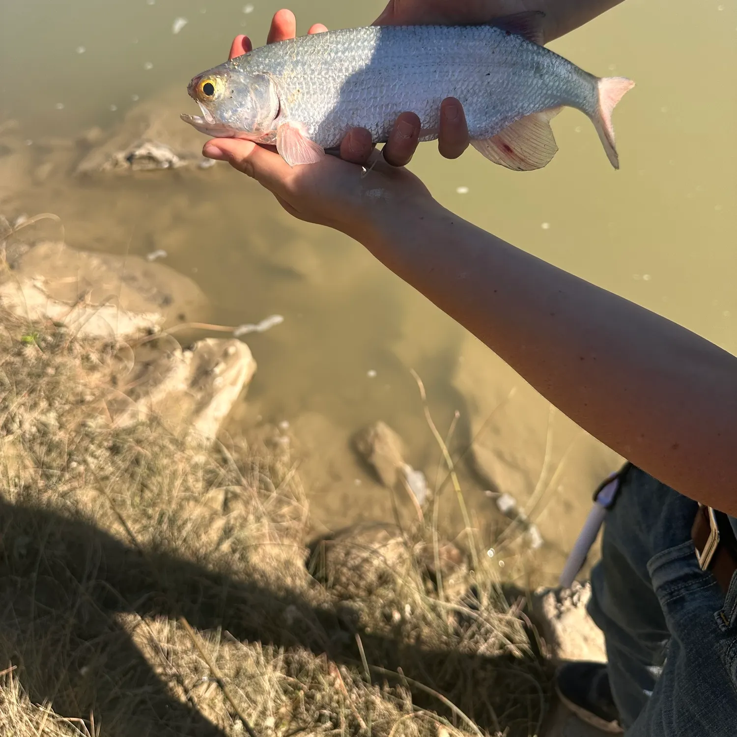 The most recent Goldeye catches on Fishbrain