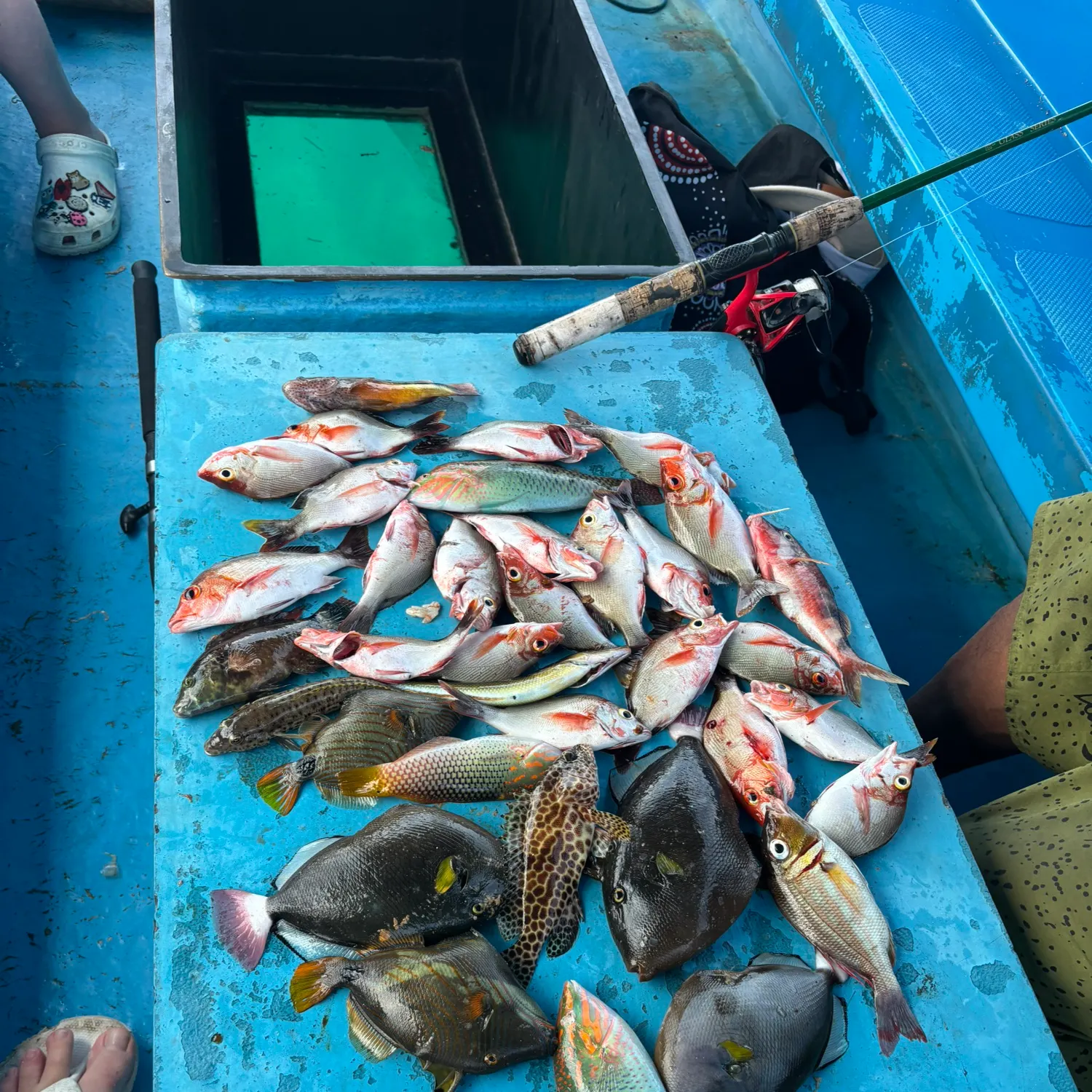 recently logged catches