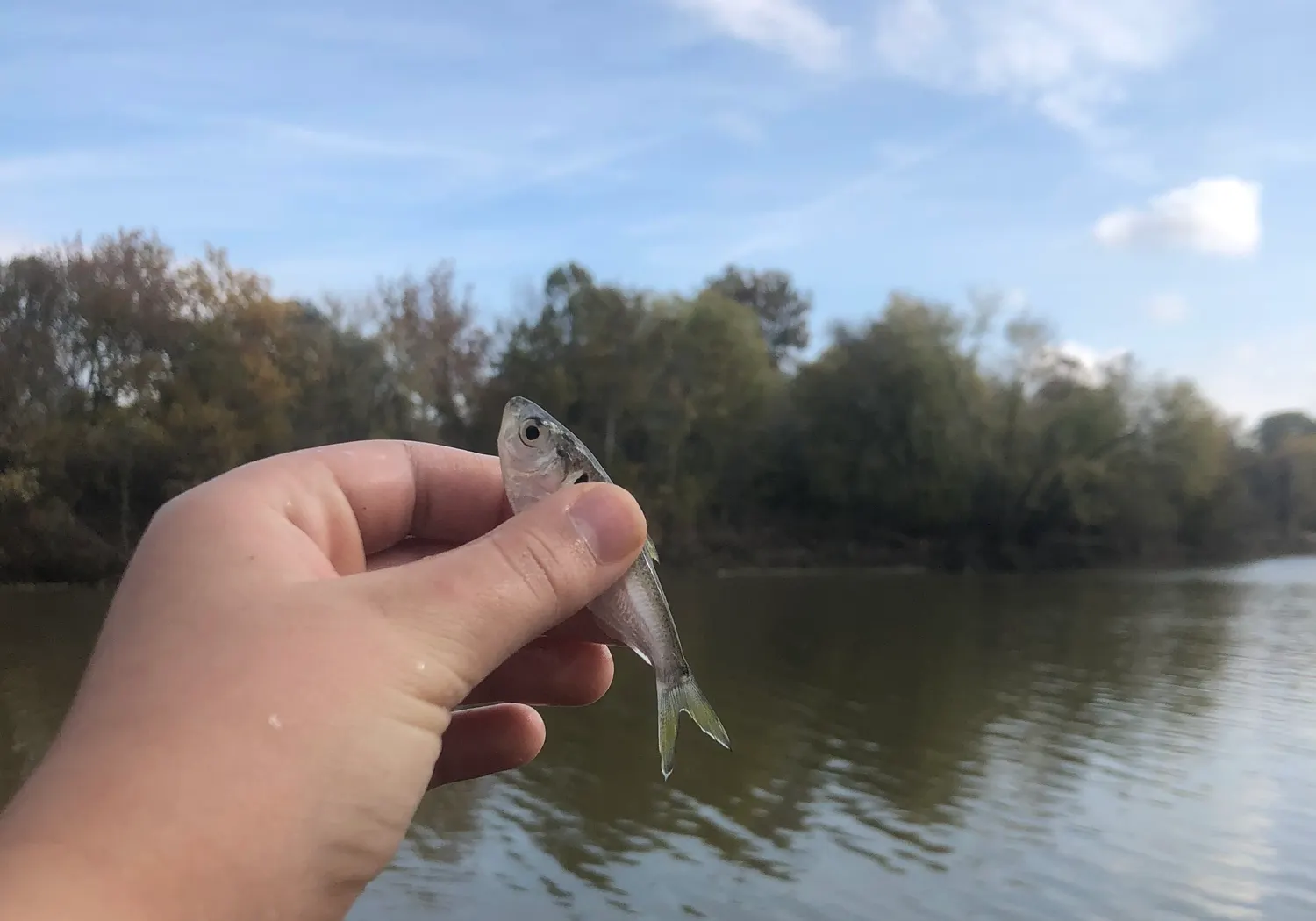 Threadfin shad