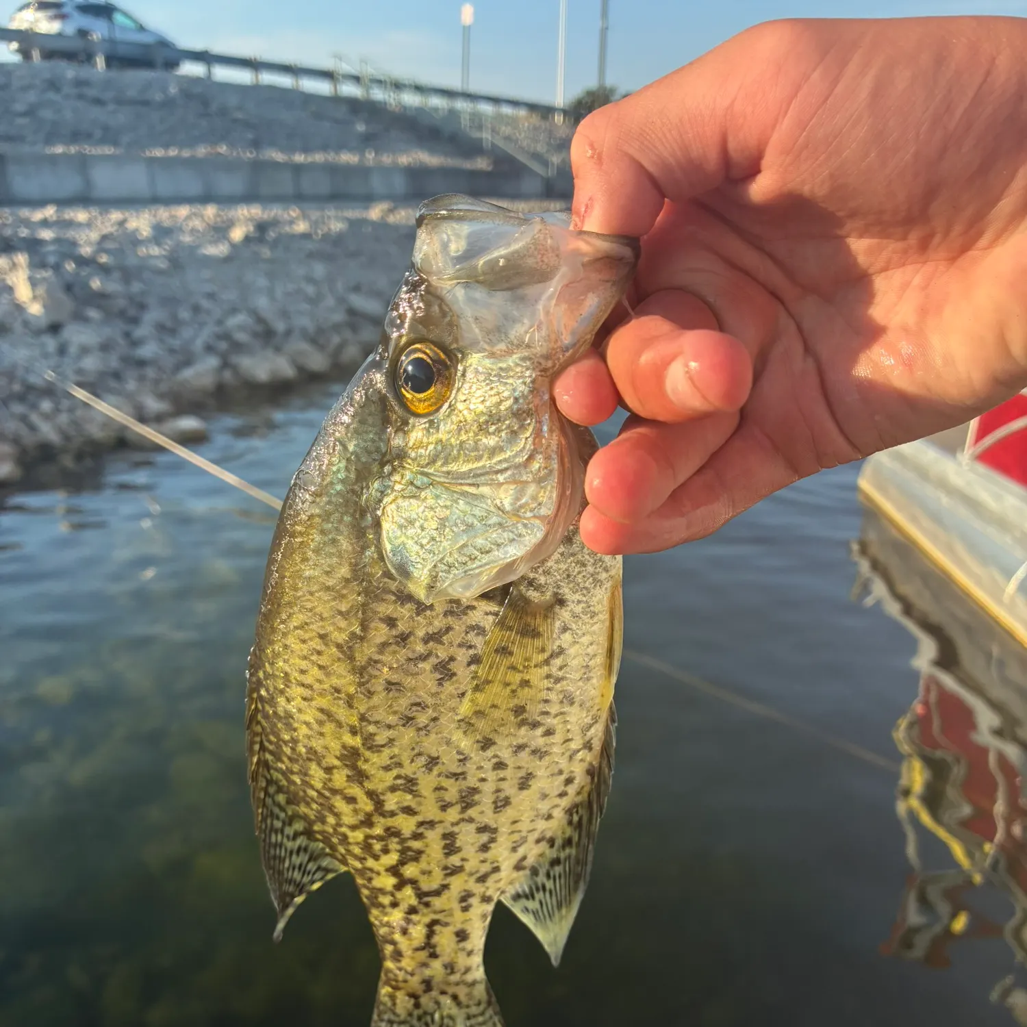 Black crappie caught on Fishbrain