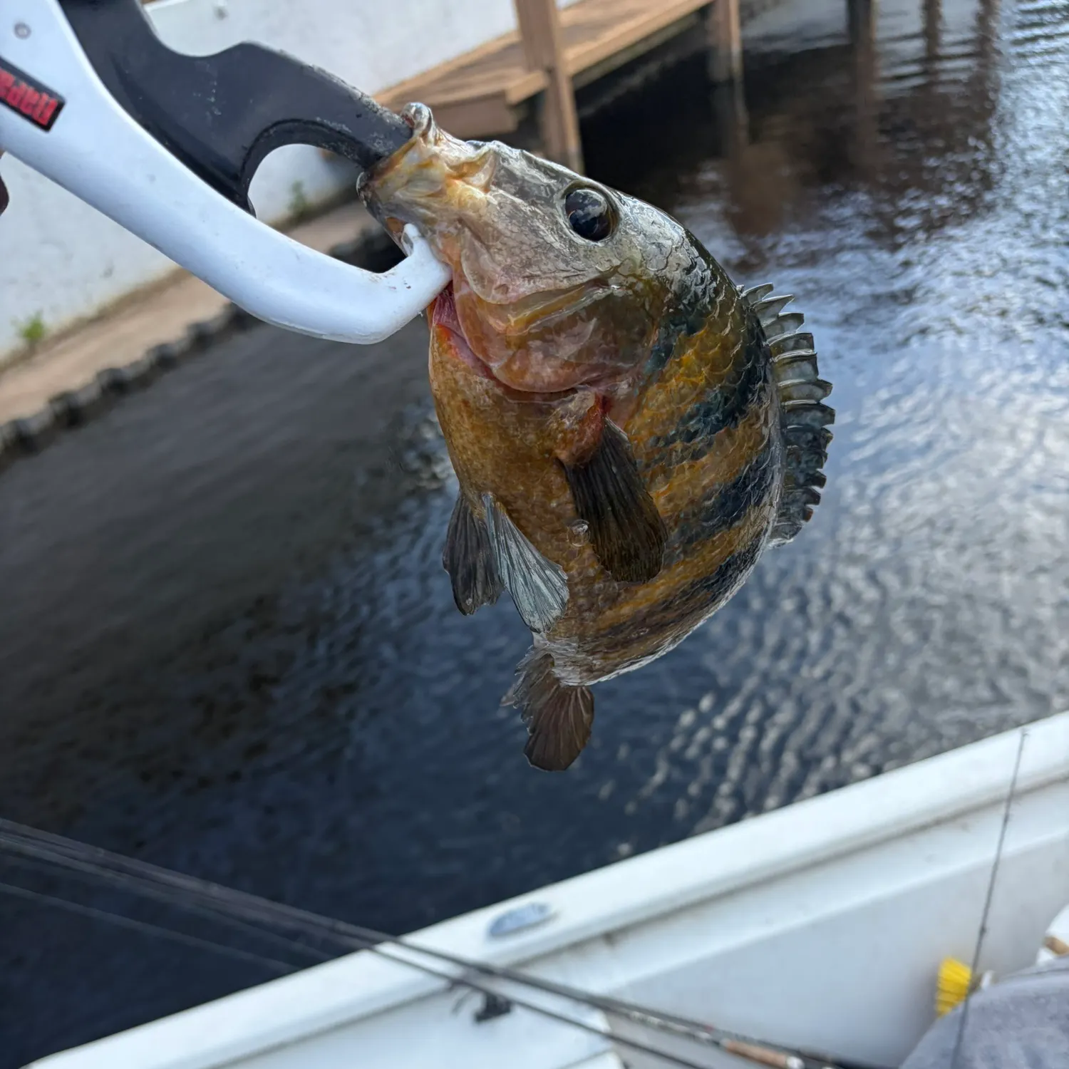 The most recent Mayan cichlid catches on Fishbrain