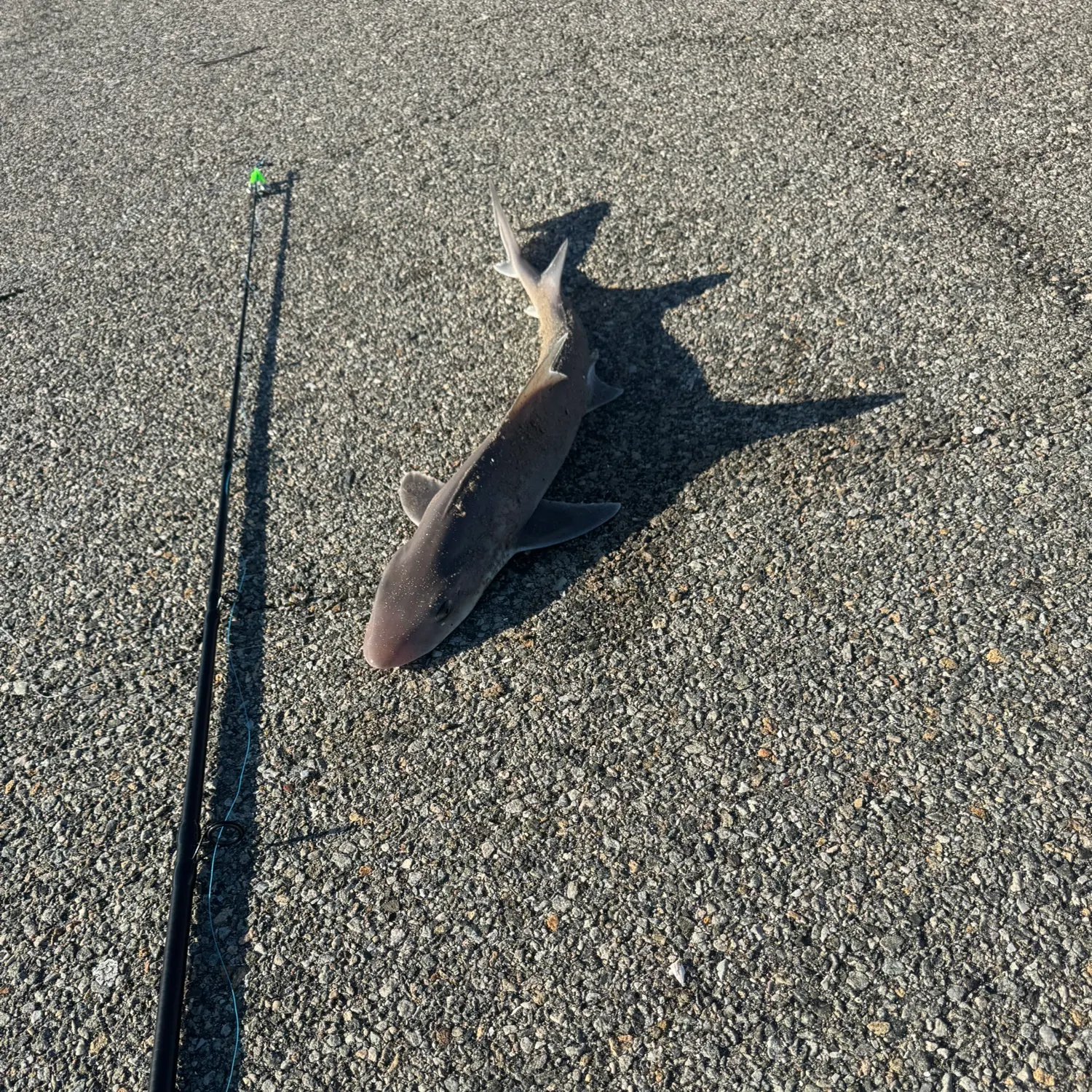 The most recent Sand tiger shark catches on Fishbrain