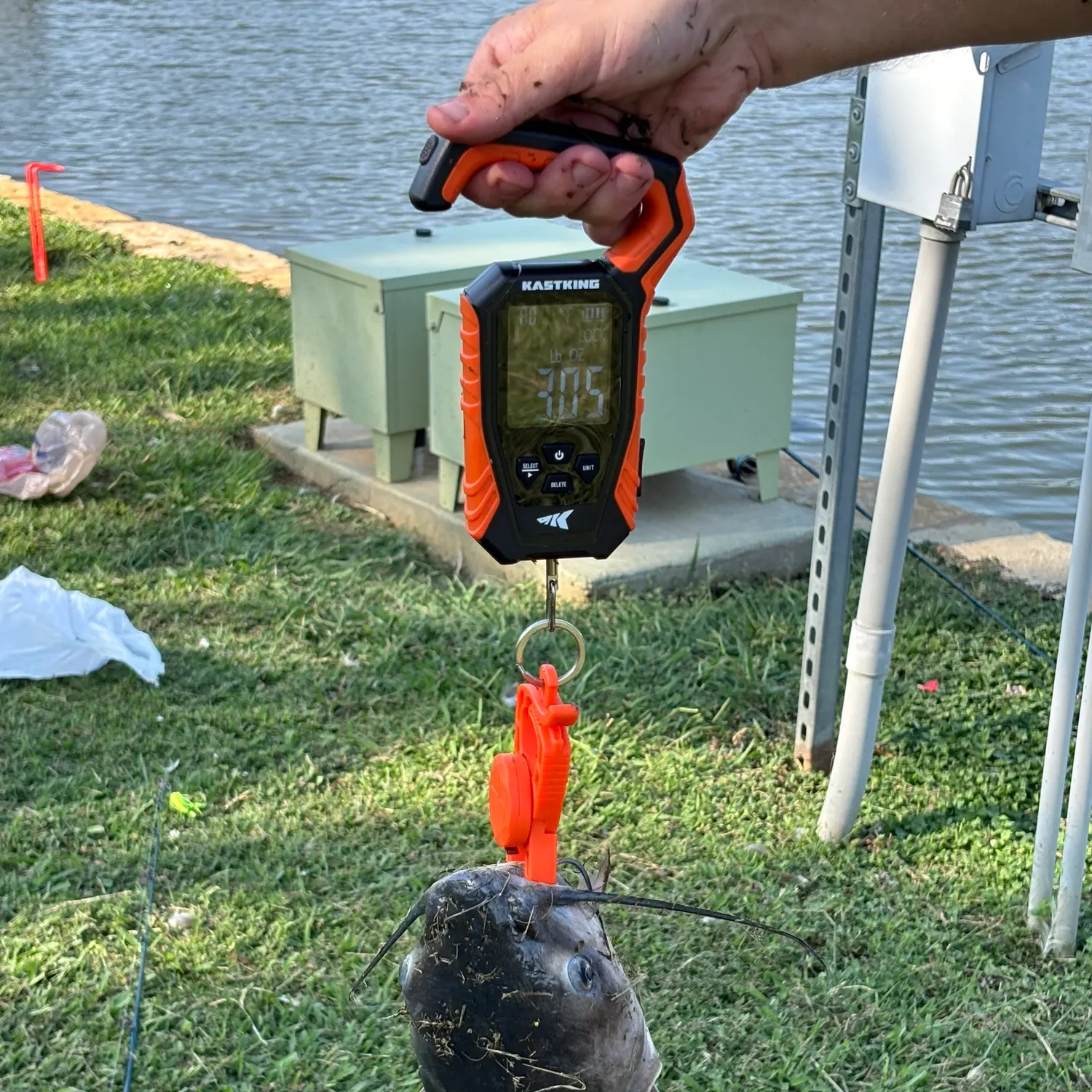 Channel catfish caught on Fishbrain