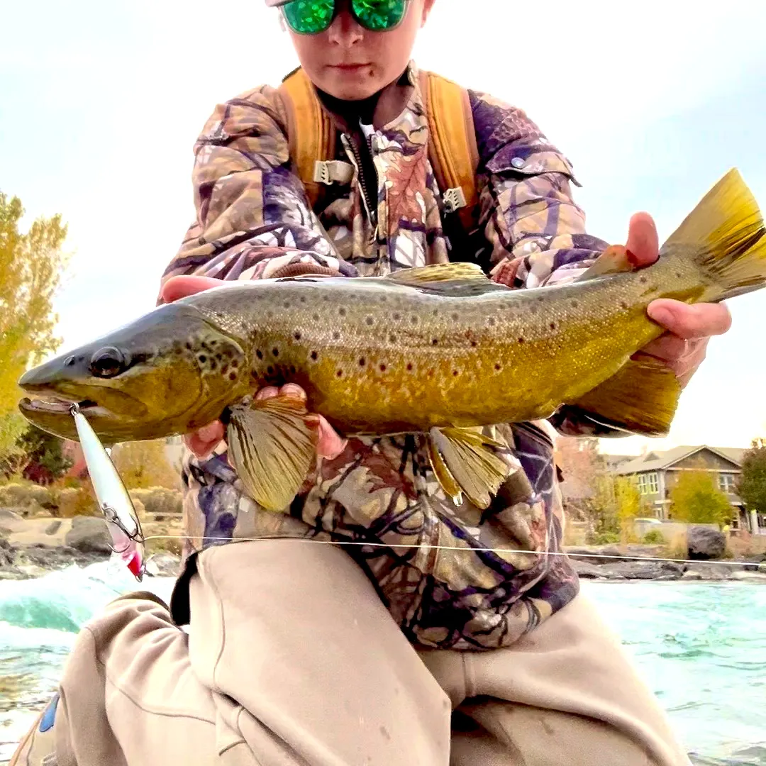 Brown trout caught on Fishbrain