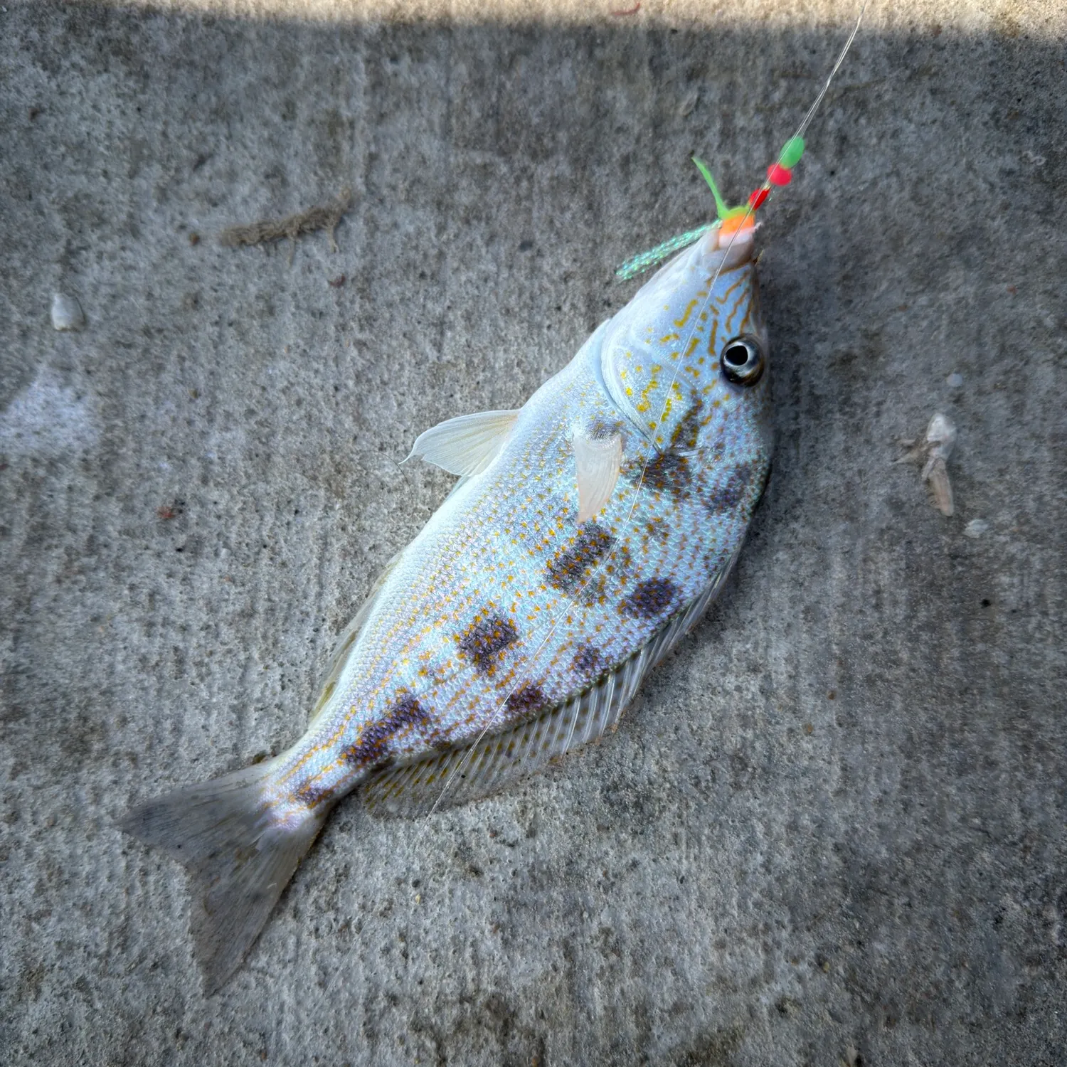 The most recent Pigfish catches on Fishbrain