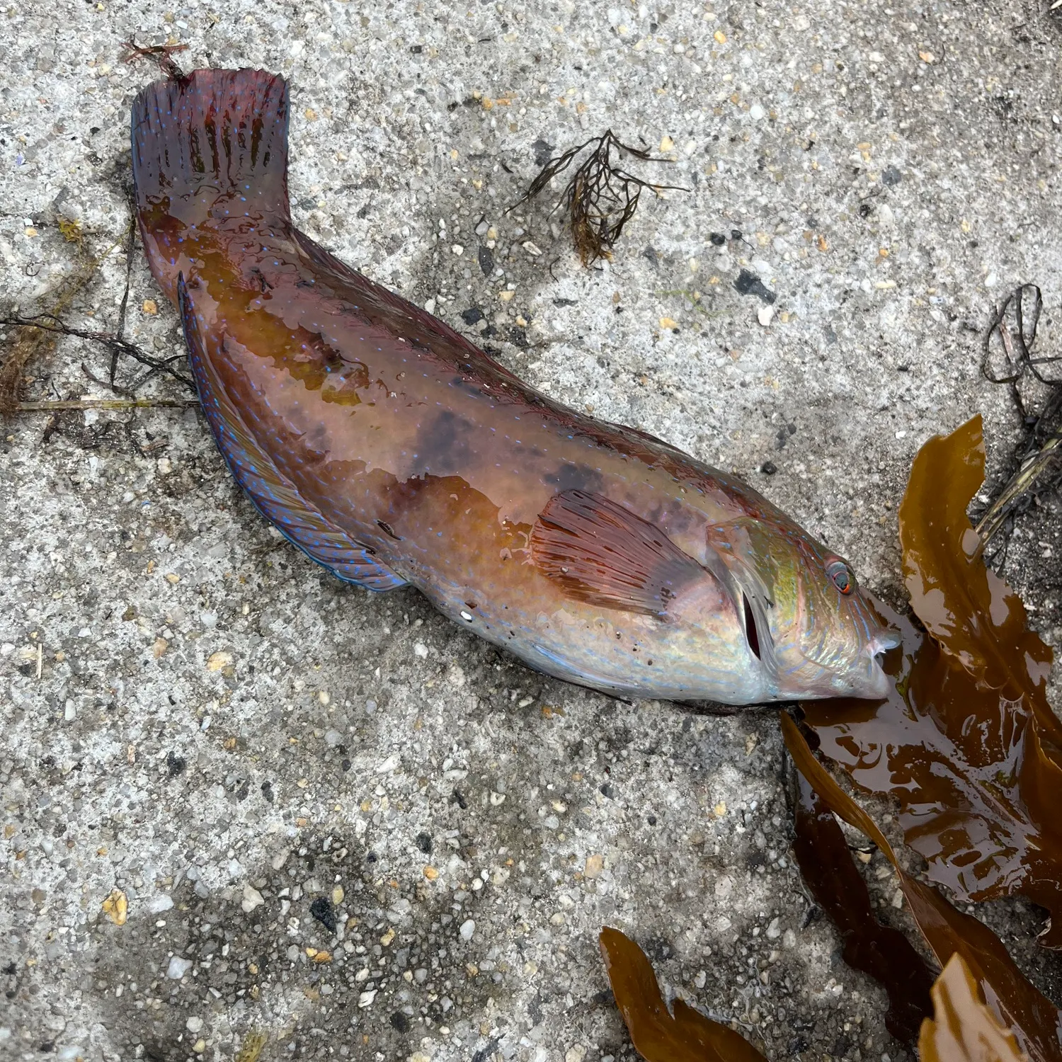 The most recent Patrician wrasse catches on Fishbrain