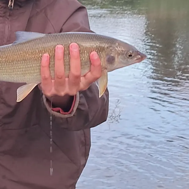 Mountain whitefish caught on Fishbrain
