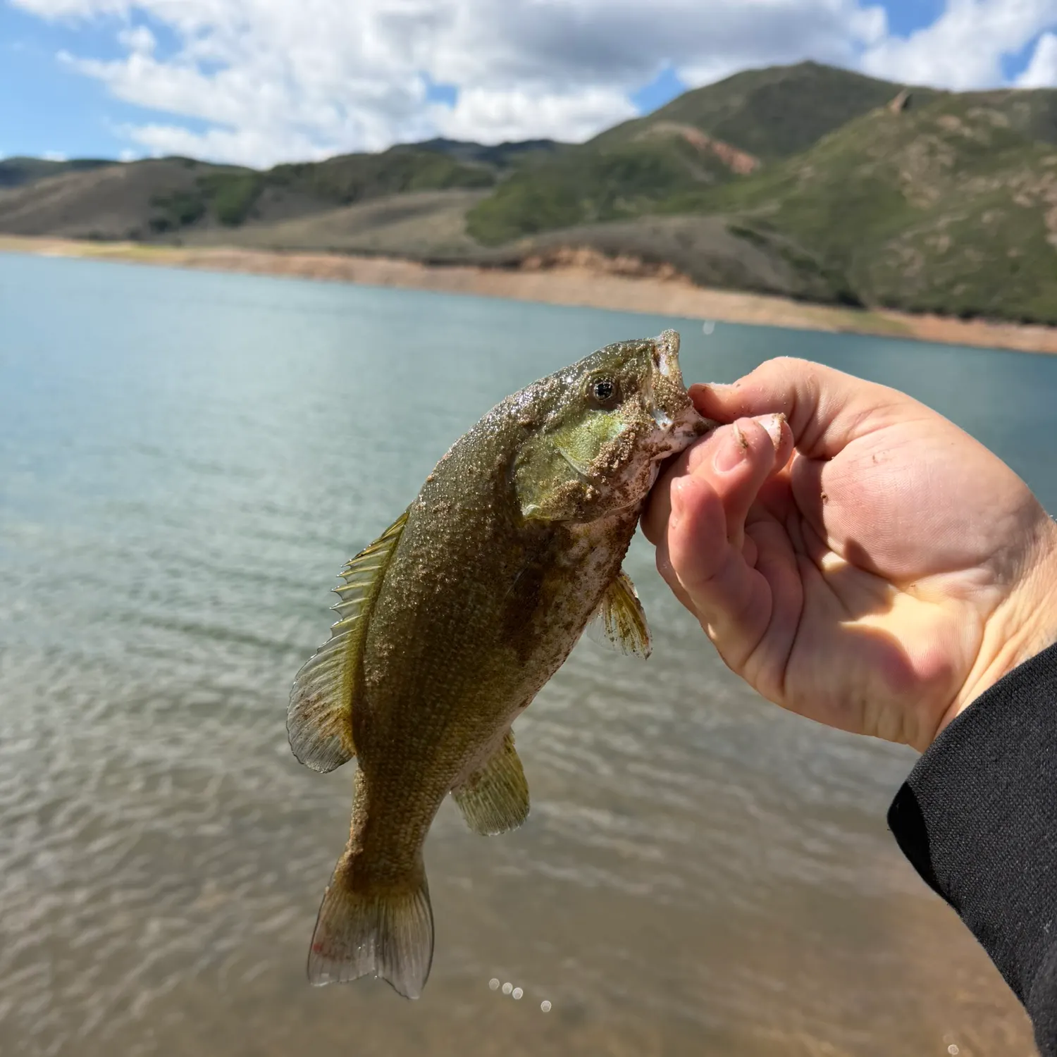 Smallmouth bass caught on Fishbrain