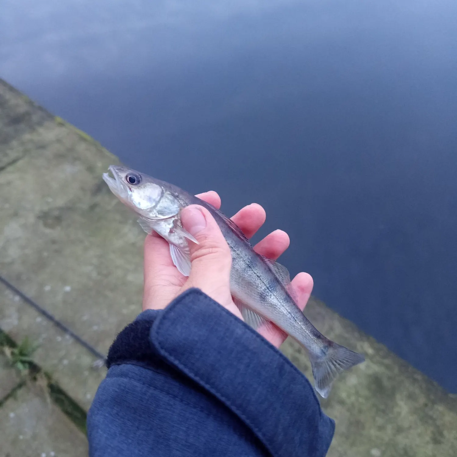 Zander caught on Fishbrain