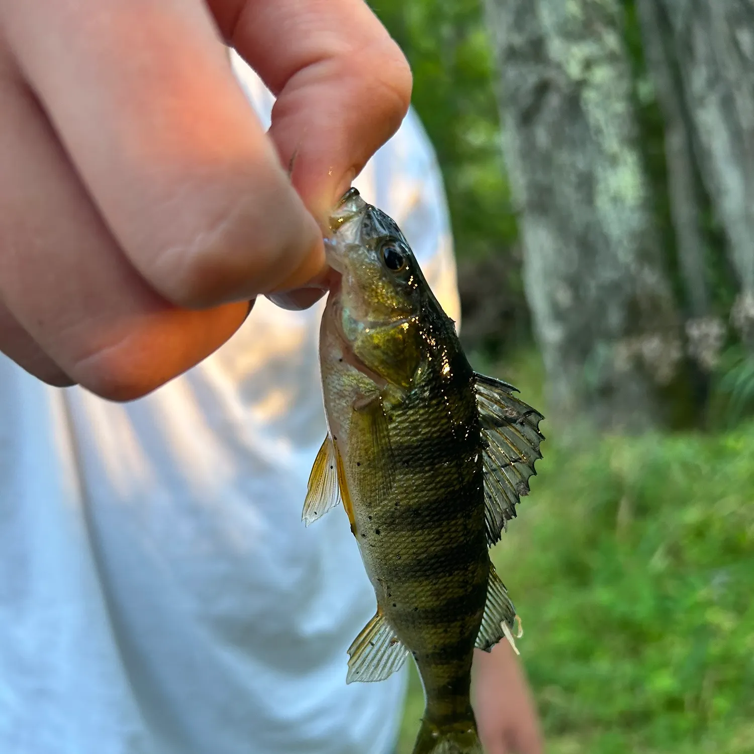 Yellow perch caught on Fishbrain