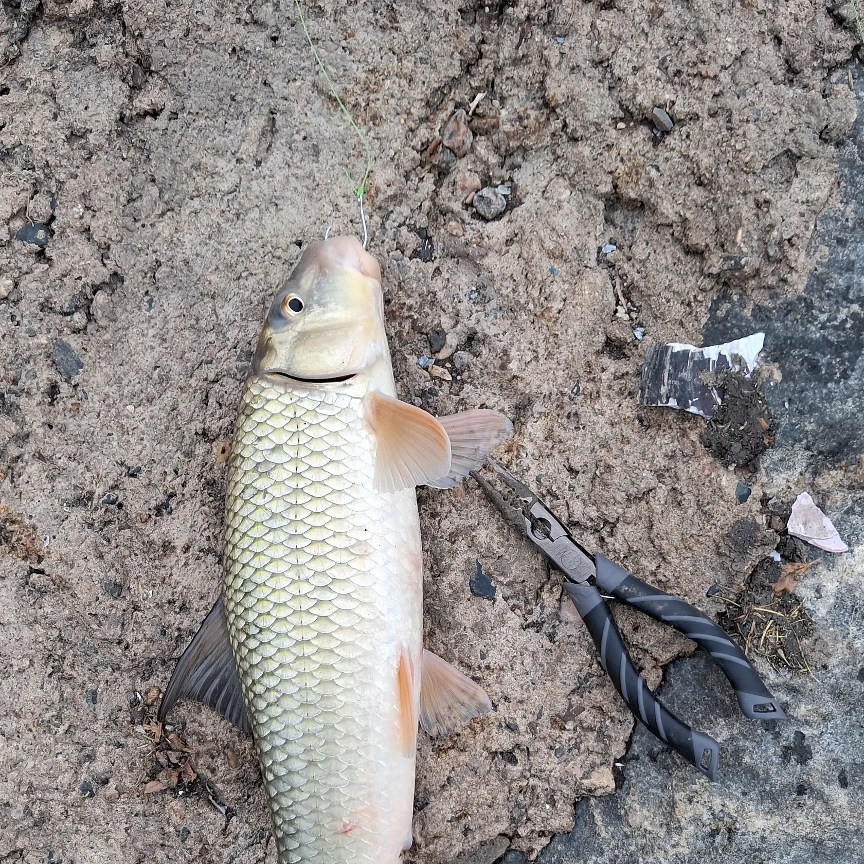 The most recent Golden redhorse catches on Fishbrain