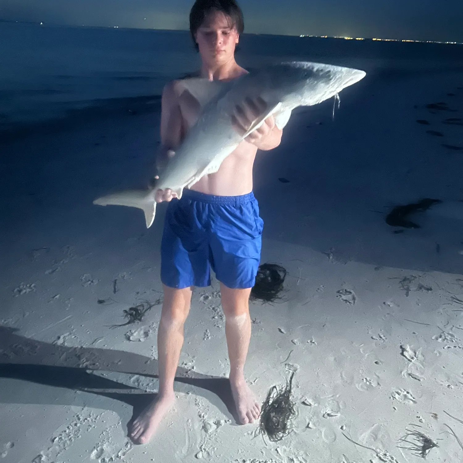 The most recent Bull shark catches on Fishbrain