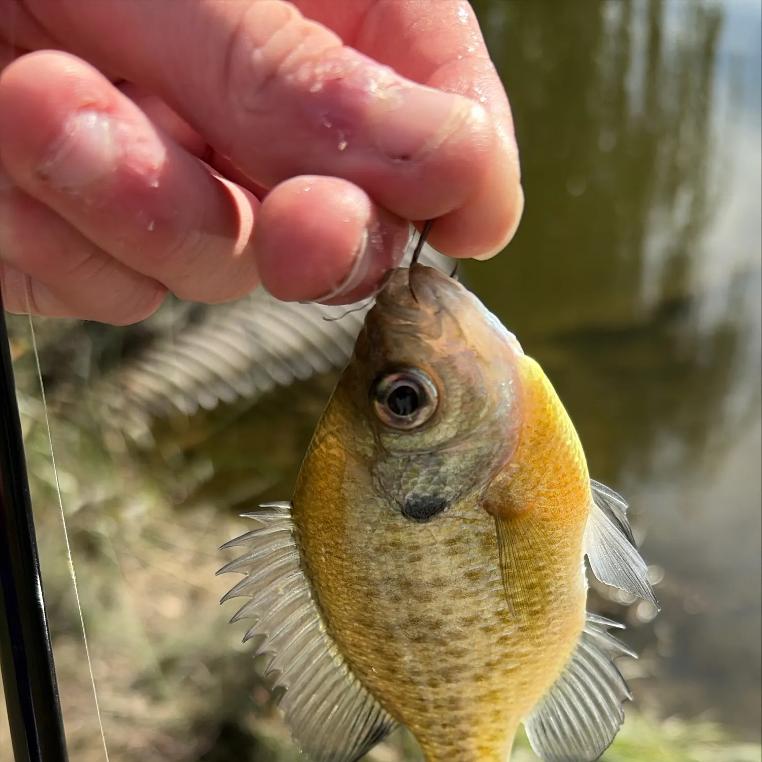 Bluegill caught on Fishbrain