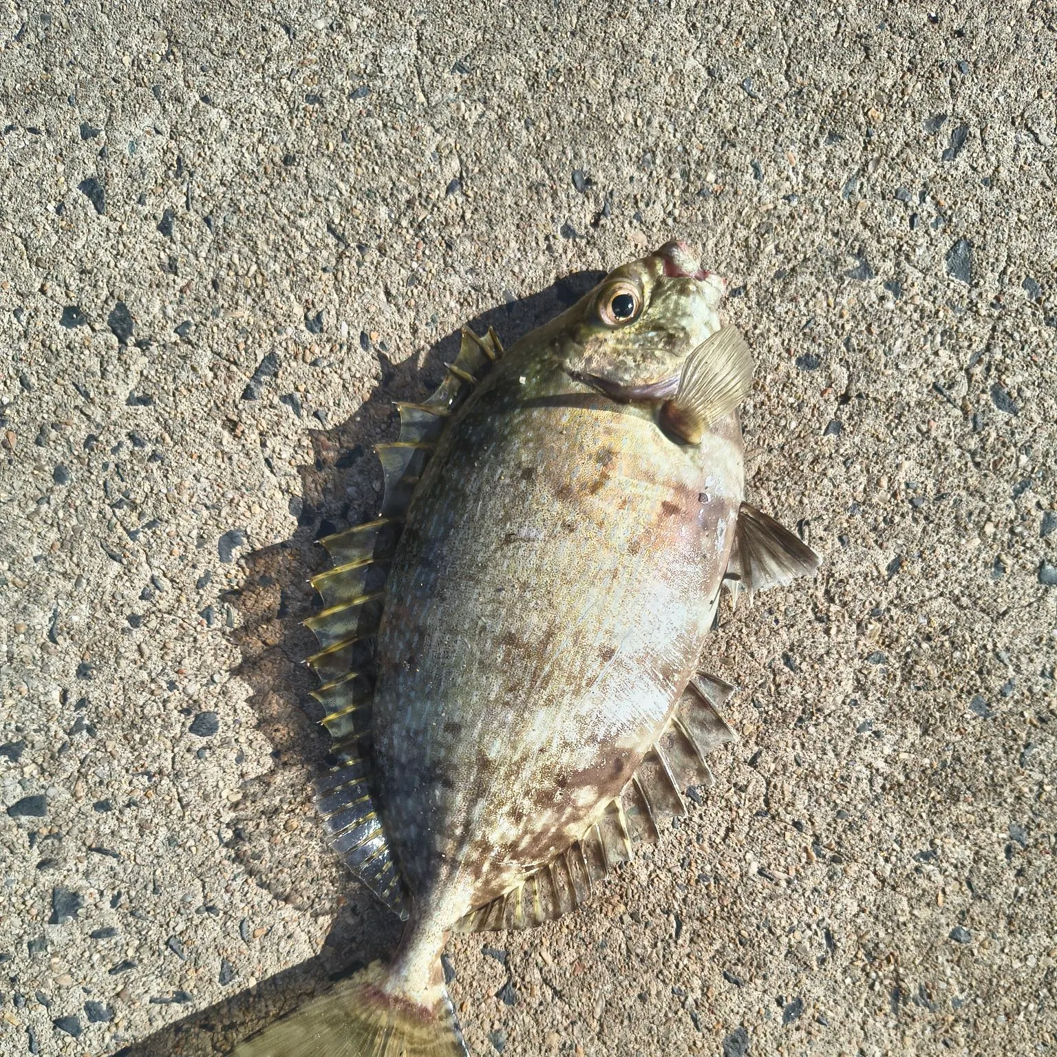 Mottled spinefoot caught on Fishbrain