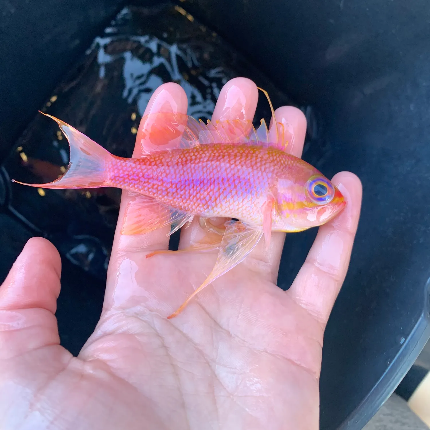 The most recent Swallowtail hawkfish catches on Fishbrain