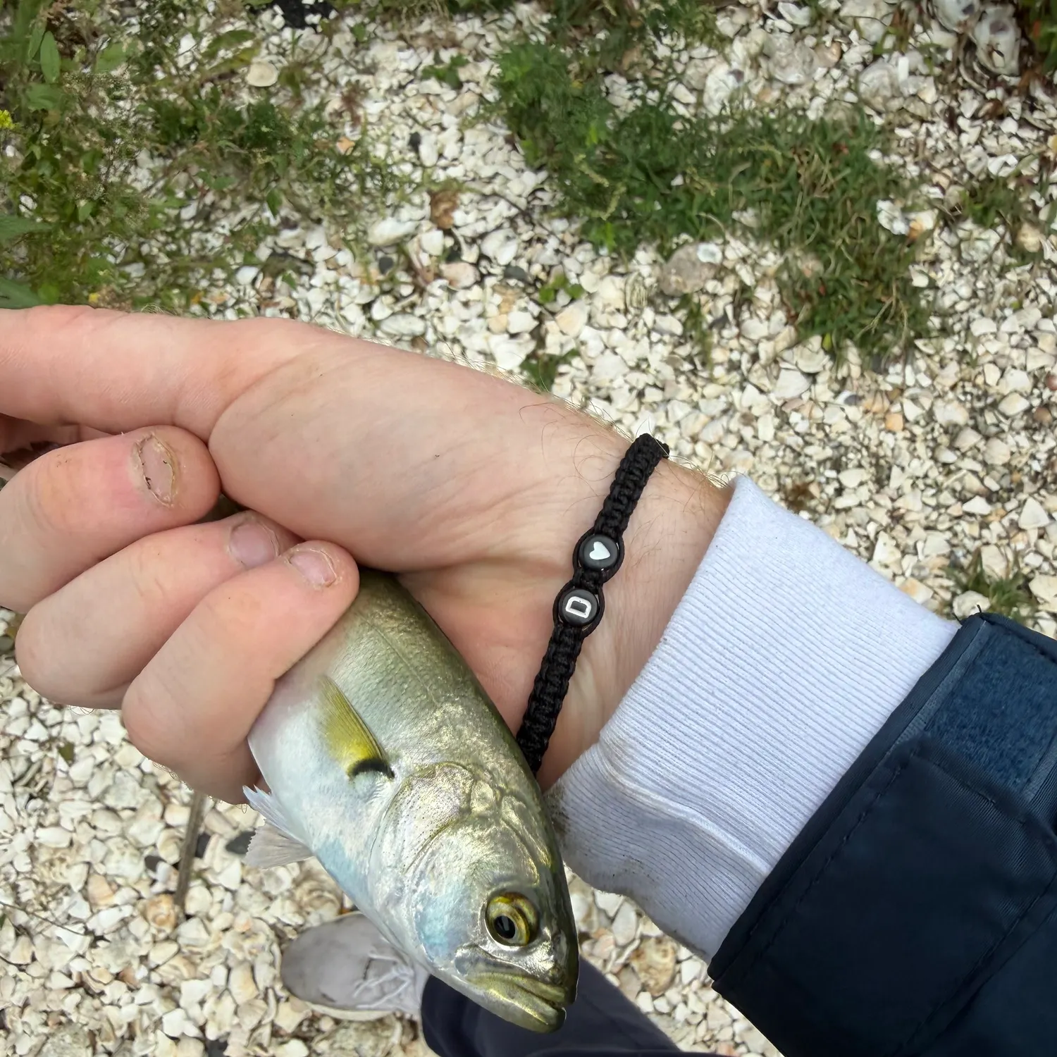 Bluefish caught on Fishbrain