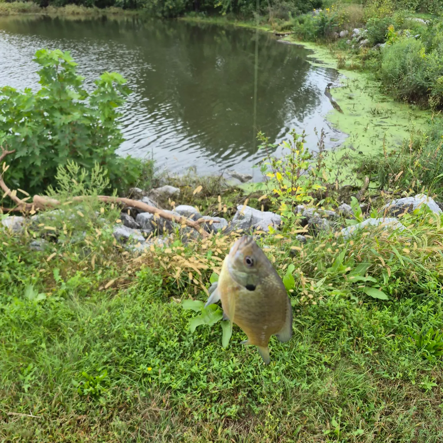 Bluegill caught on Fishbrain