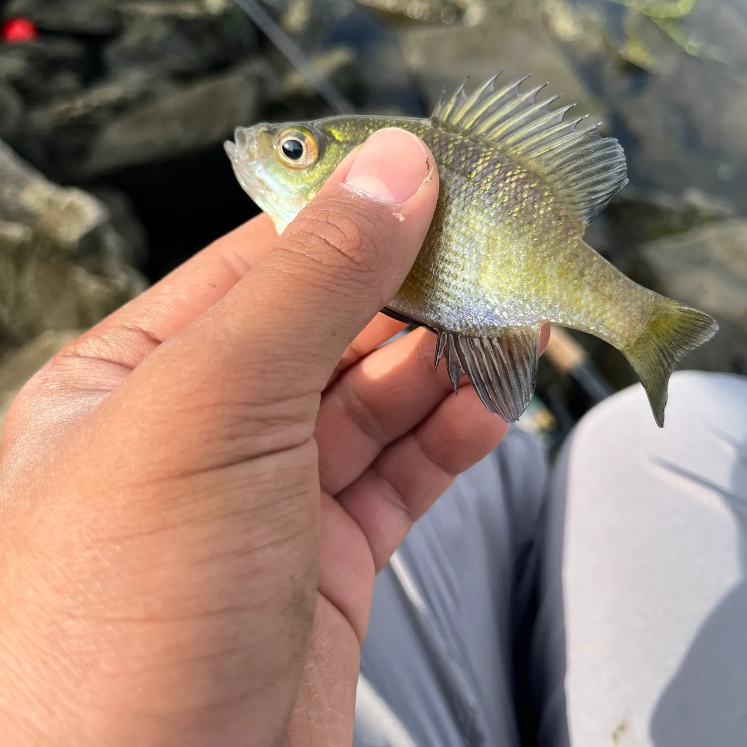 Bluegill caught on Fishbrain