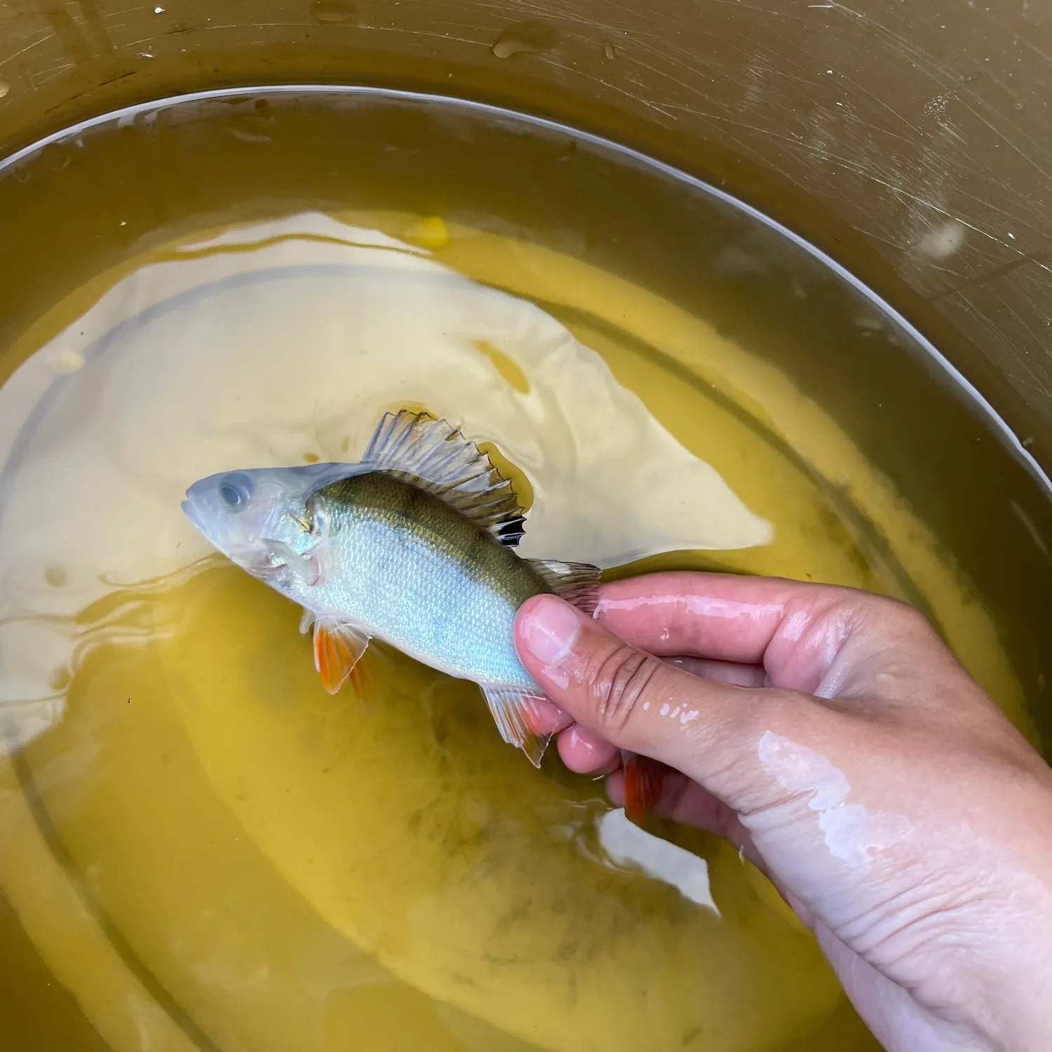 European perch caught on Fishbrain