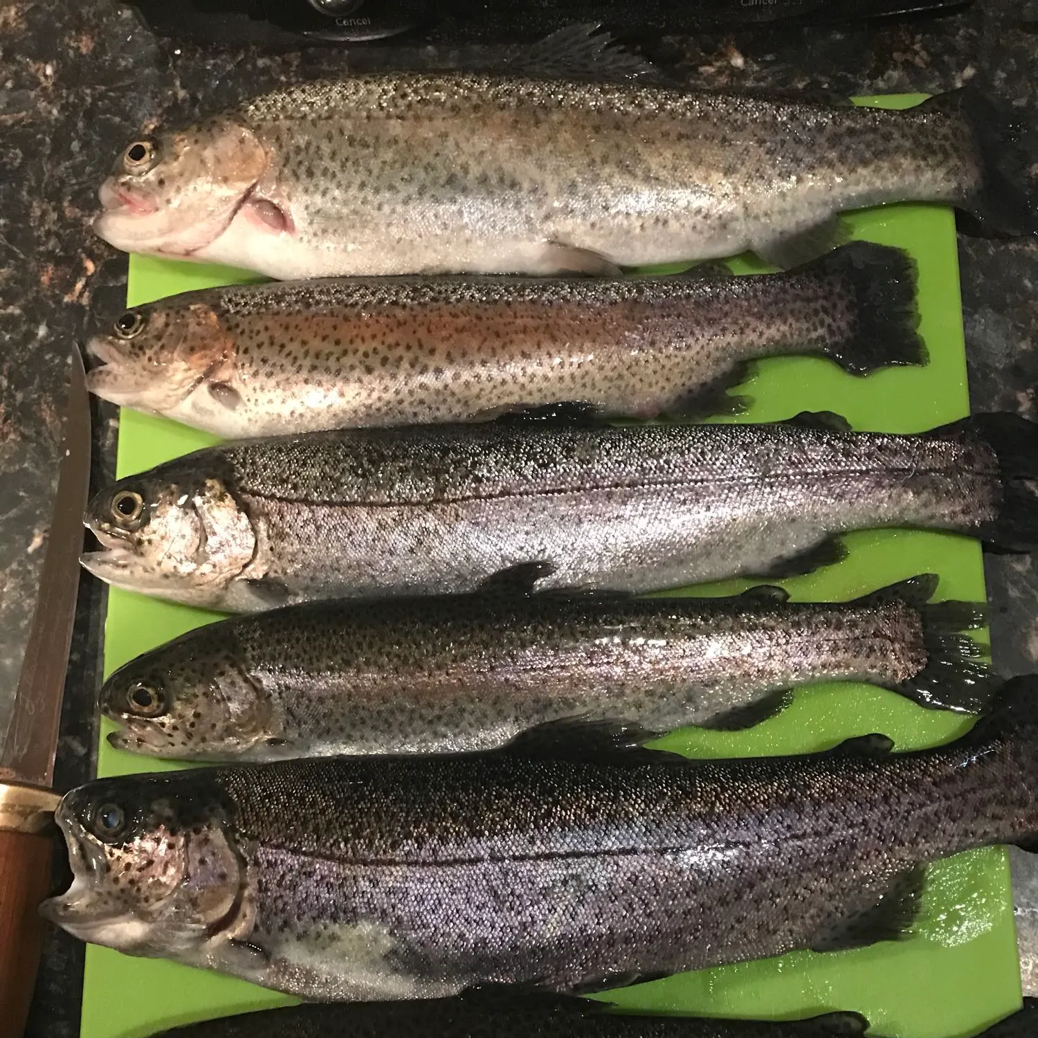 recently logged catches