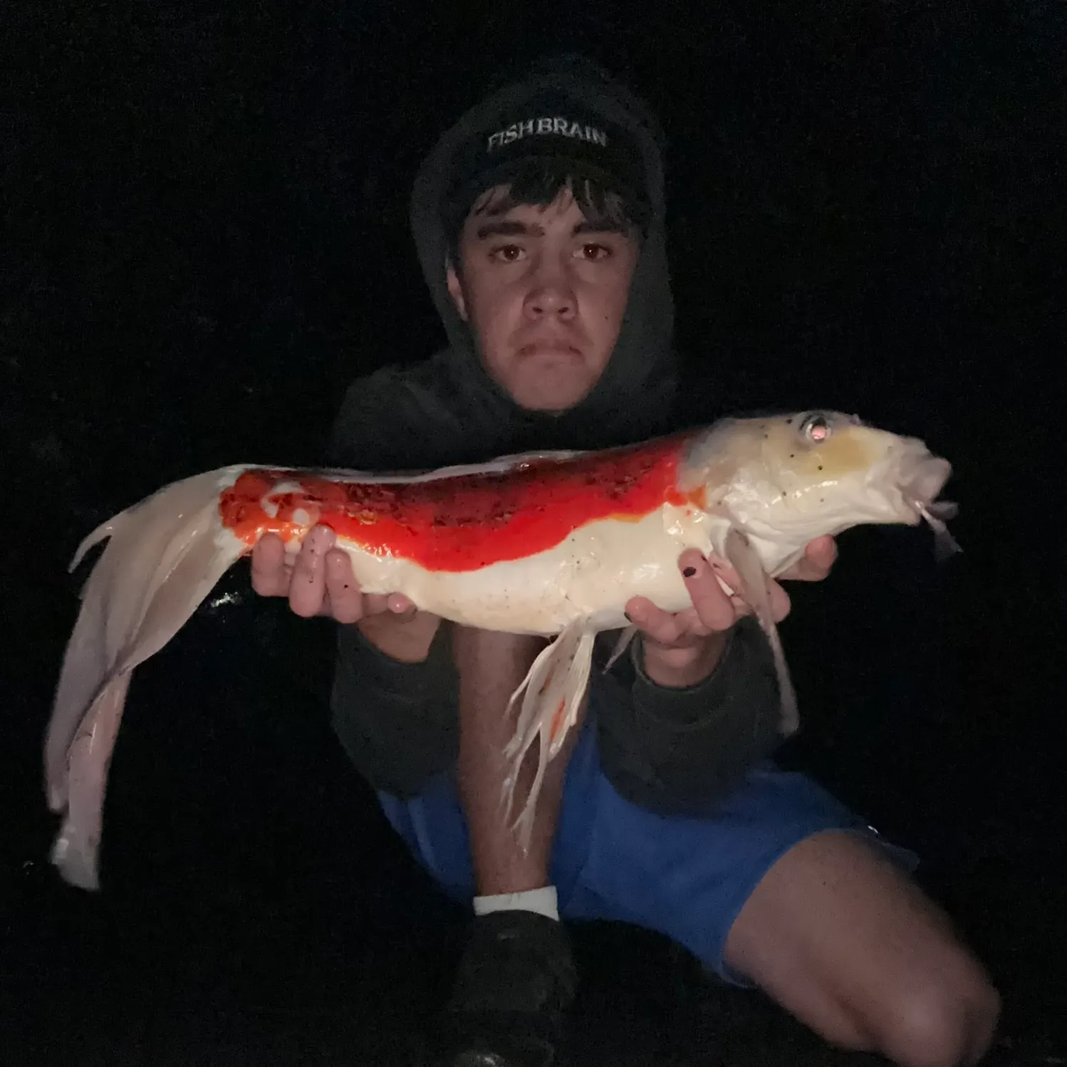 The most recent Koi carp catches on Fishbrain