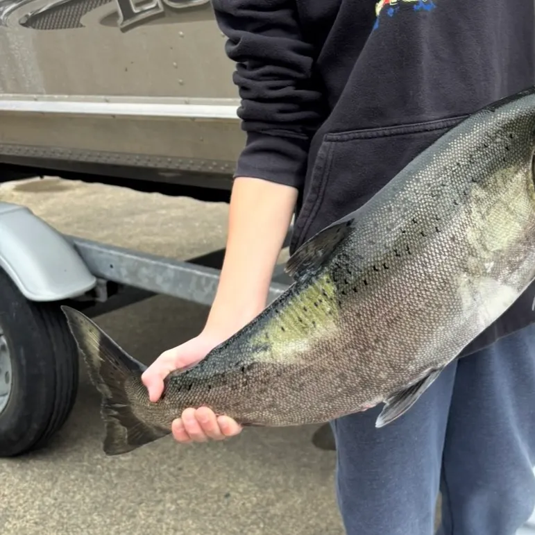 Chinook salmon caught on Fishbrain