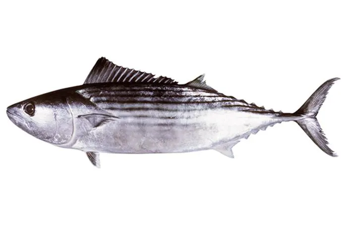 Australian bonito