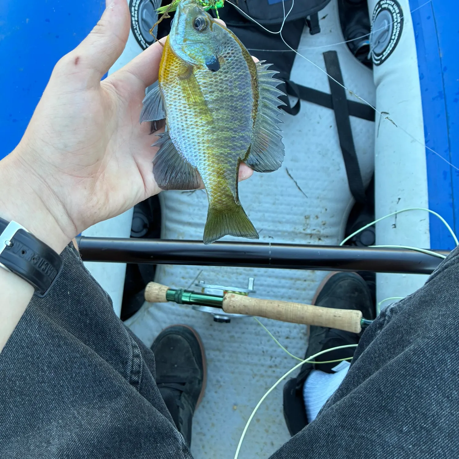 Bluegill caught on Fishbrain