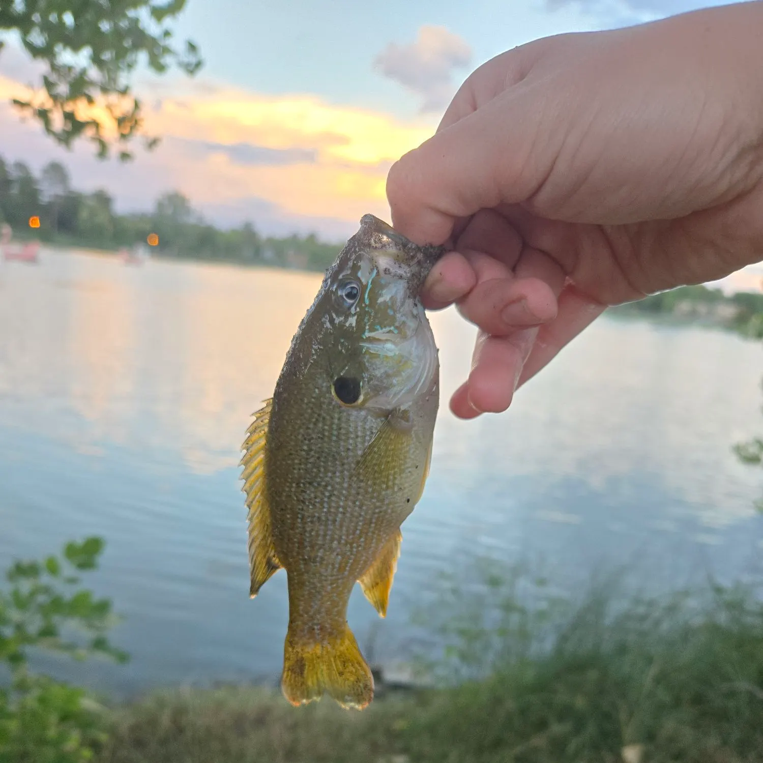 Green sunfish caught on Fishbrain