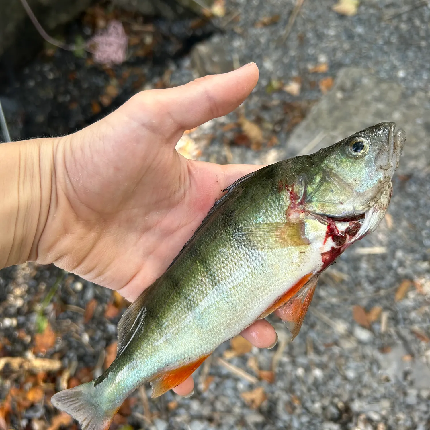European perch caught on Fishbrain
