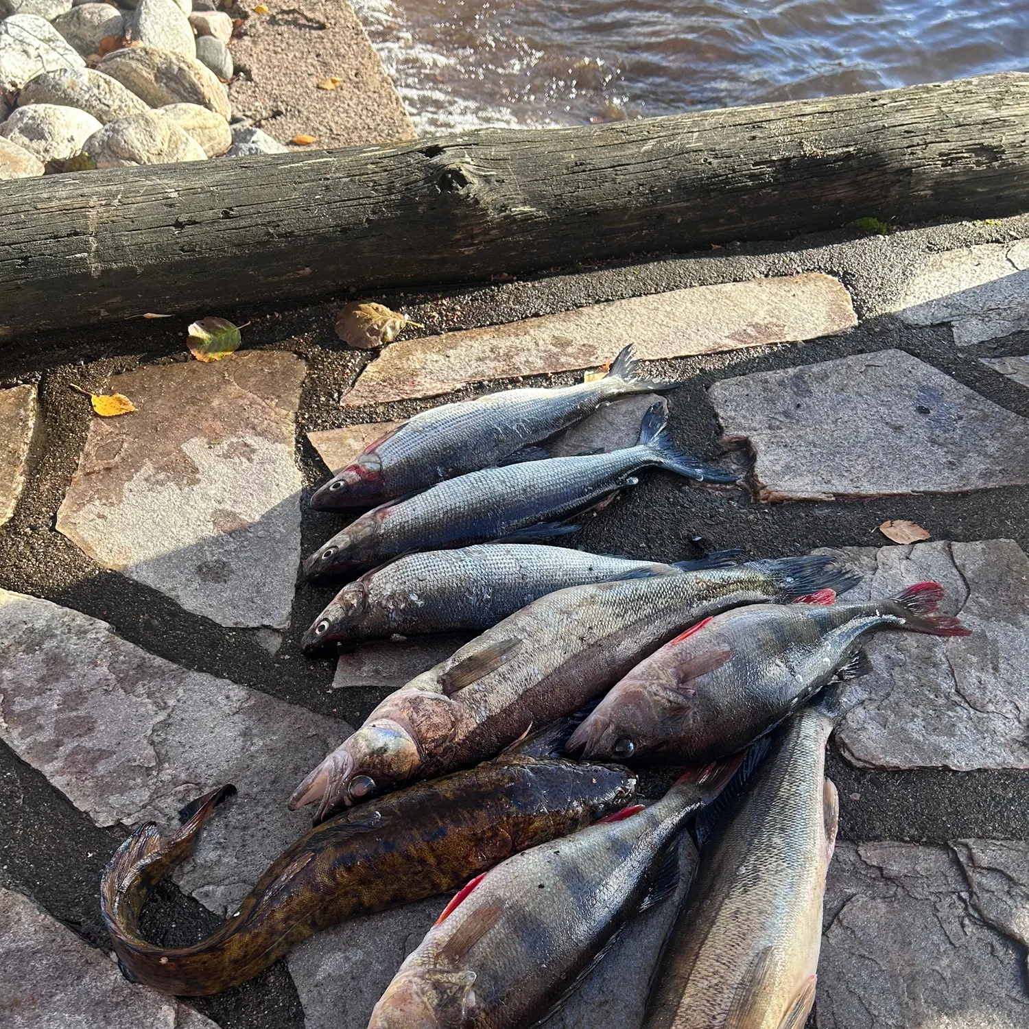 recently logged catches