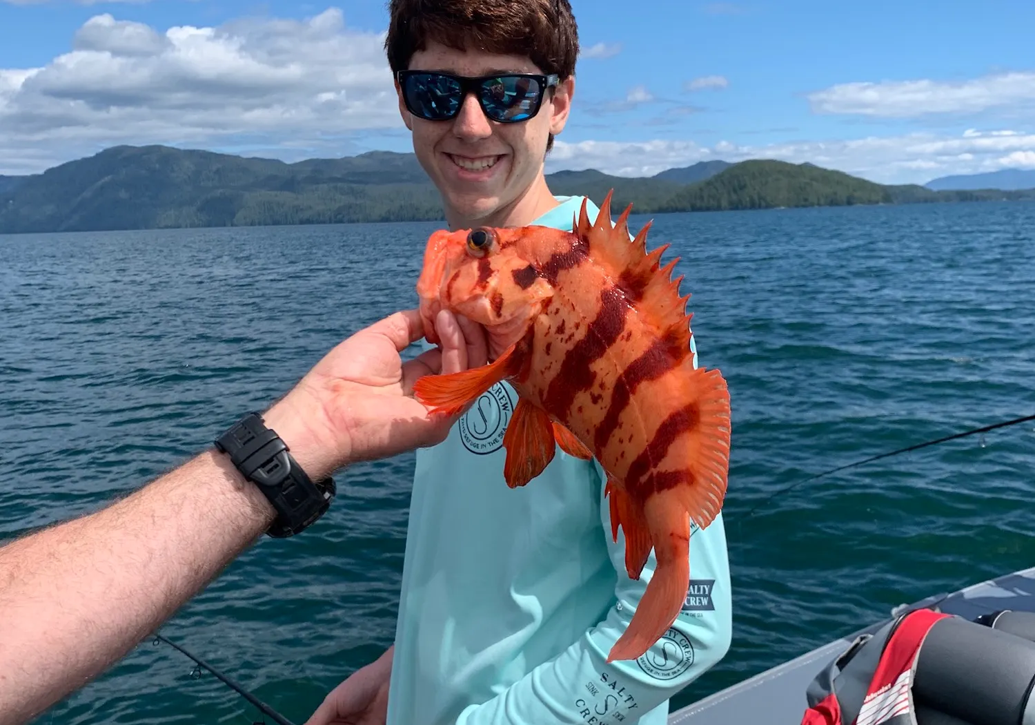 Tiger rockfish