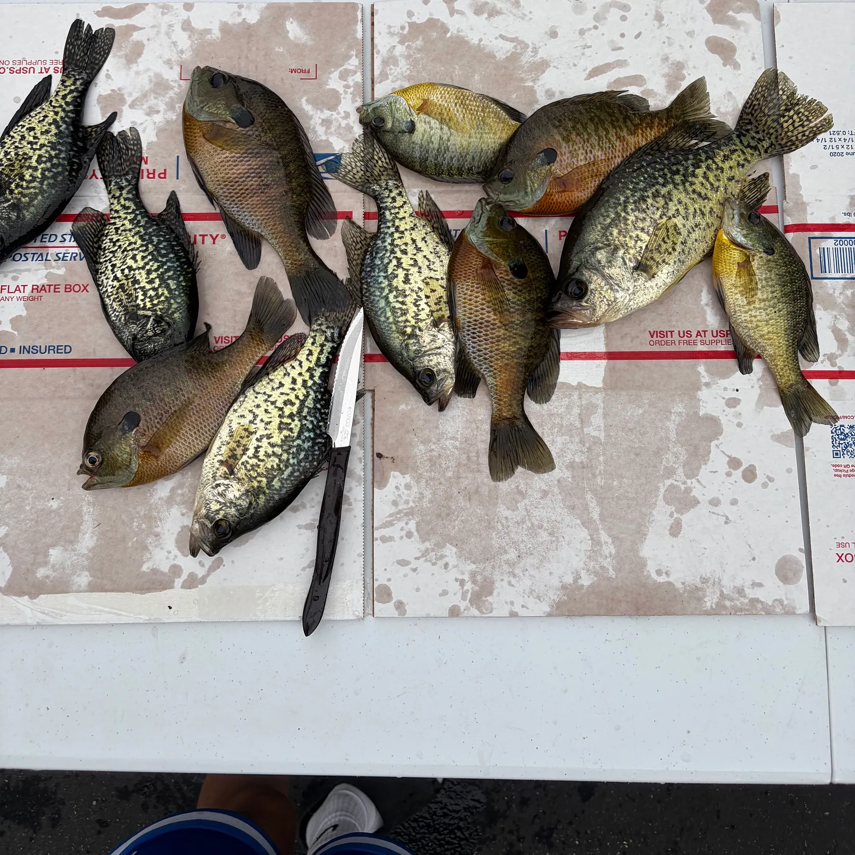 recently logged catches