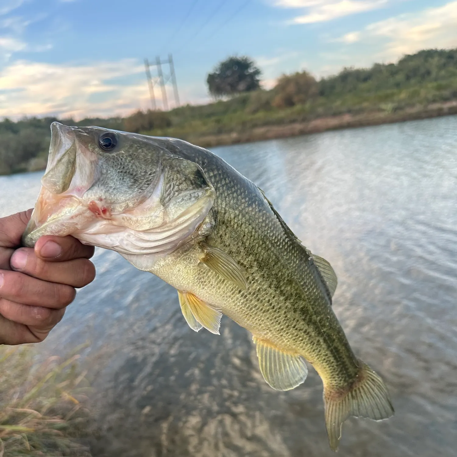 Largemouth bass caught on Fishbrain