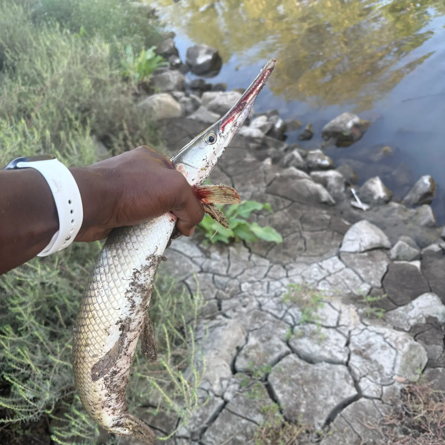 Shortnose gar caught on Fishbrain