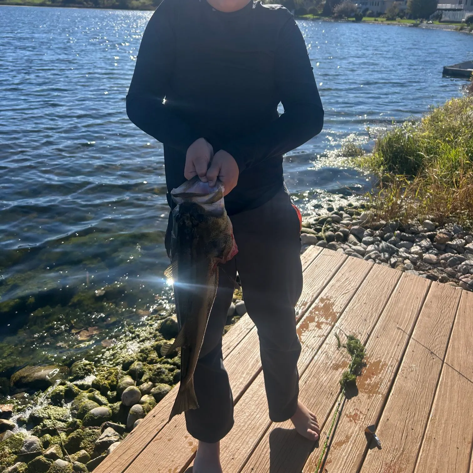 Largemouth bass caught on Fishbrain
