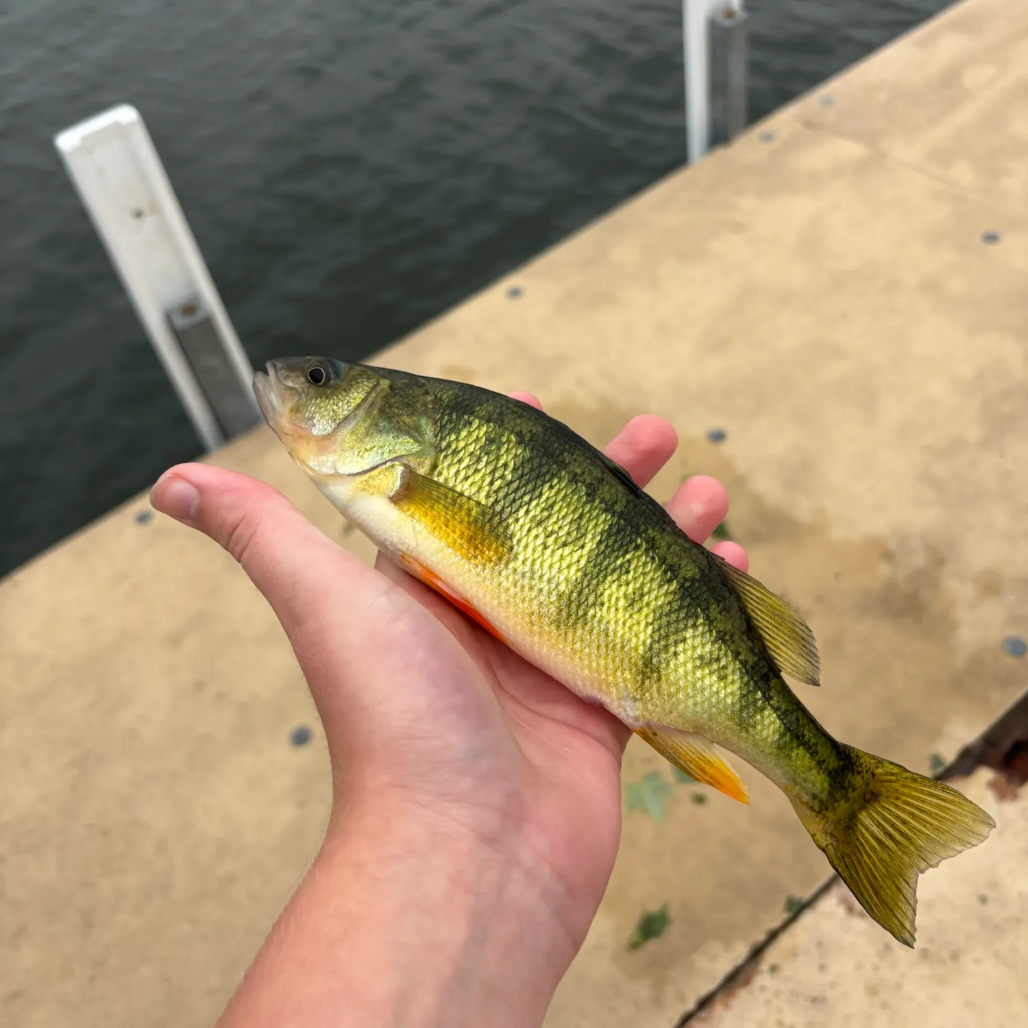 Yellow perch caught on Fishbrain
